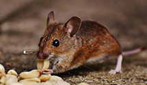 24 Hour & Emergency Exterminators in Portland, IN